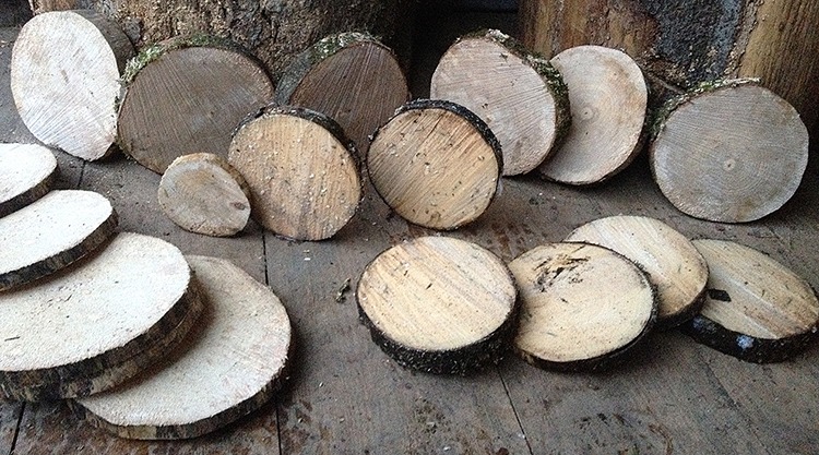 Baumscheiben aus Hilchenbach (Bernshausen Brennholz)